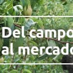 Gasolinera CENTRO DE SERVICIOS AGRICOLAS, S.A. en Binaced