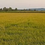 Gasolinera COOPERATIVA AGRICOLA SAN RAFAEL en Pizarro